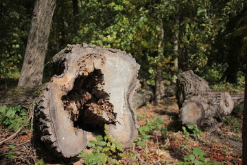 Old  rotten tree cut down in the park