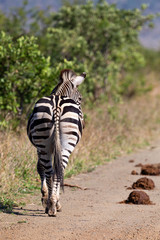Lone zebra walking away along a dirt road in nature - 297900770