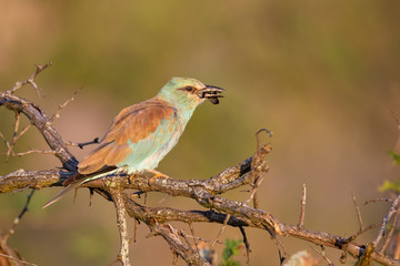 Close-up of a European Roller eating an insect on dry branches
