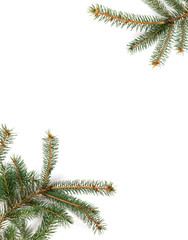 Branches of Fir Tree