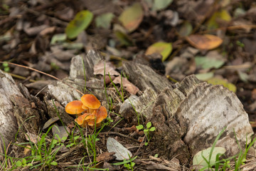 Berlin im Herbst Pilzsammlung