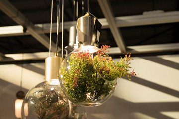 beautiful lights with plants hanging in room