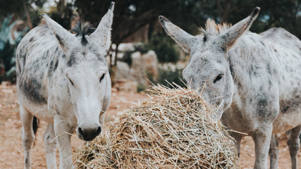 two gray white donkeys eating straw