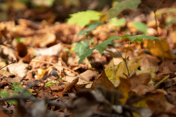 Berlin herbstlicher Waldboden