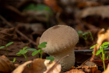 Berlin im Herbst / Pilz im Wald