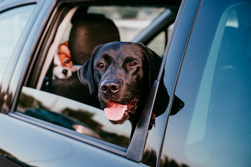 beautiful black labrador in a car ready to travel. City background. Watching by the window at sunset. Travel concept