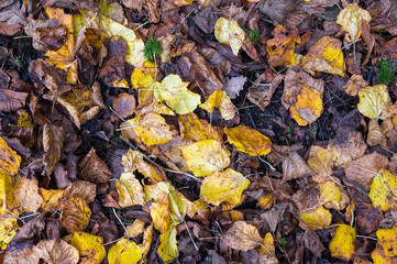 Blätter im Herbst