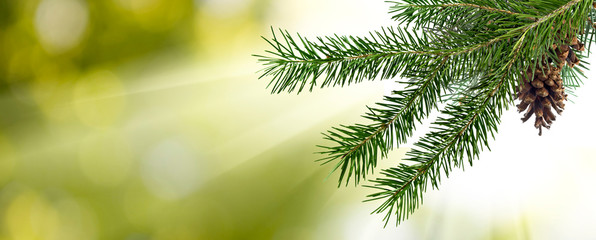  image of fir branches with a cone on a green background