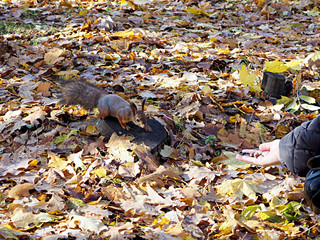 squirrel on a stump among autumn leaves reaches for a hand with nuts
