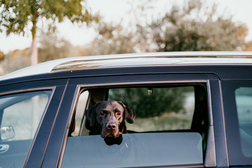 beautiful black labrador in a car ready to travel. City background. Watching by the window at...