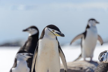 Obraz premium chinstrap penguin on the beach in Antarctica close up