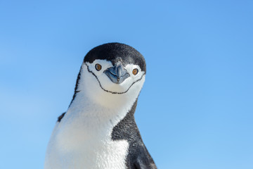 Chinstrap penguin on the beach in Antarctica close up