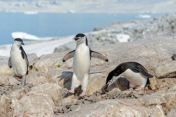 Fototapeta premium Chinstrap penguins on the beach in Antarctica