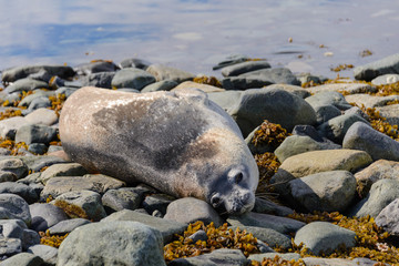 Leopard seal on beach in Antarctica