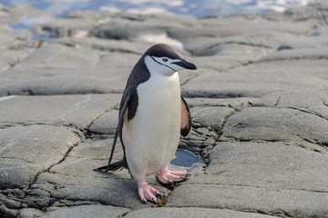 Obraz premium Chinstrap penguin on the rock close up