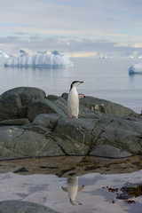 Chinstrap penguin on the rock with reflection in Antarctica