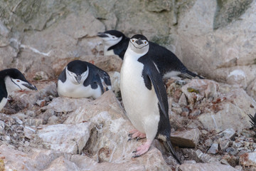 Fototapeta premium Chinstrap penguin on the beach in Antarctica