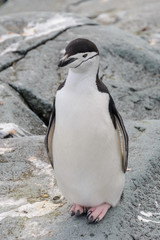 Naklejka premium Chinstrap penguin on the snow in Antarctic