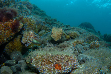 Naklejka na ściany i meble Two cephalopods are mating under the sea