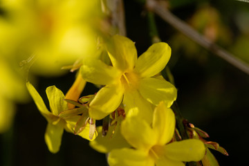 Fototapeta premium Frühling Blumen