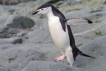 Chinstrap penguin on the snow in Antarctic