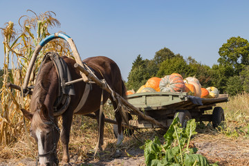Harnessed horse eats leaves in the garden