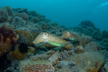 Two cephalopods are mating under the sea