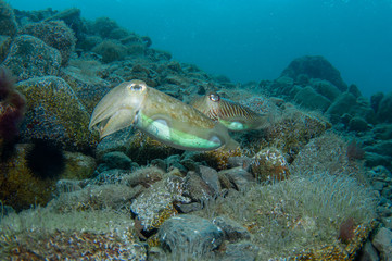 Two cephalopods are mating under the sea
