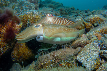 Naklejka na ściany i meble Two cephalopods are mating under the sea