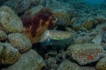 Two cephalopods are mating under the sea