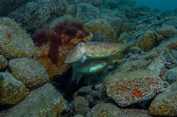 Two cephalopods are mating under the sea