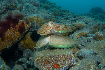 Fototapeta na wymiar Two cephalopods are mating under the sea