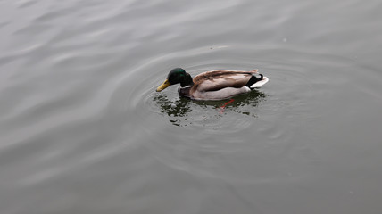 duck