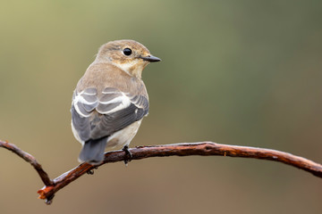 Cerrojillo flycatcher ,Ficedula hypoleuca, with winter plumage.