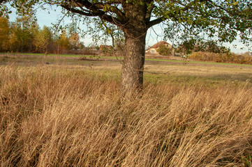 Village field with tall yellow grass and trees on the horizon