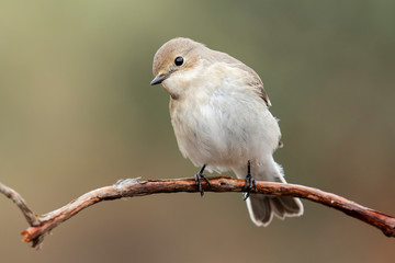 Cerrojillo flycatcher (Ficedula hypoleuca) with winter plumage. Spain