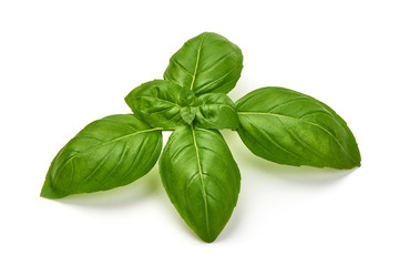 Fresh Green Basil Leaf, isolated on white background