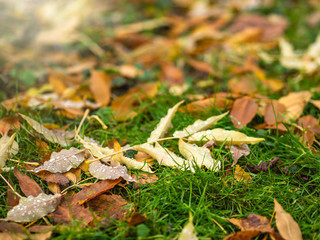 Orange and yellow fallen maple leaves in the sunlight.