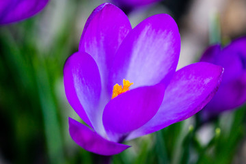 Frühling Blumen