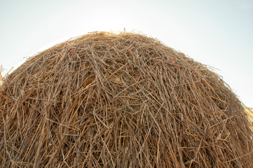 Hay background. Hay in the village closeup texture