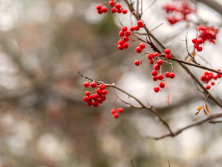 Red rowan berries in the fall on branches with fallen leaves.