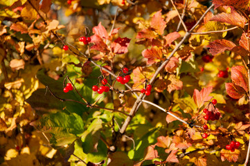 Red berries of viburnum on a tree with yellow autumn leaves