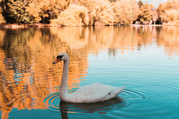 Fototapeta premium White swan swimming on water. Teal and orange autumn scene.