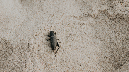 strange bug wounded in the fine sand of the beach