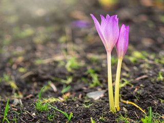 Autumn purple crocuses bloomed above the ground.