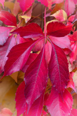 Naklejka na ściany i meble beautiful red leaf in autumn. Bright leaf close-up.