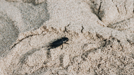 strange bug wounded in the fine sand of the beach