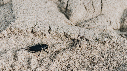 strange bug wounded in the fine sand of the beach