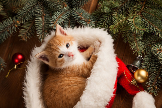 Kitten in santa hat on Christmas background and fur tree