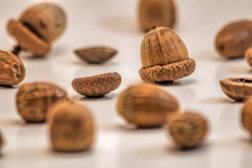 Acorns on White Background with Selective Focus